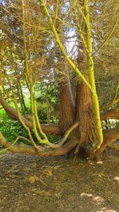 Trees in the Botanical Gardens in Bath, England